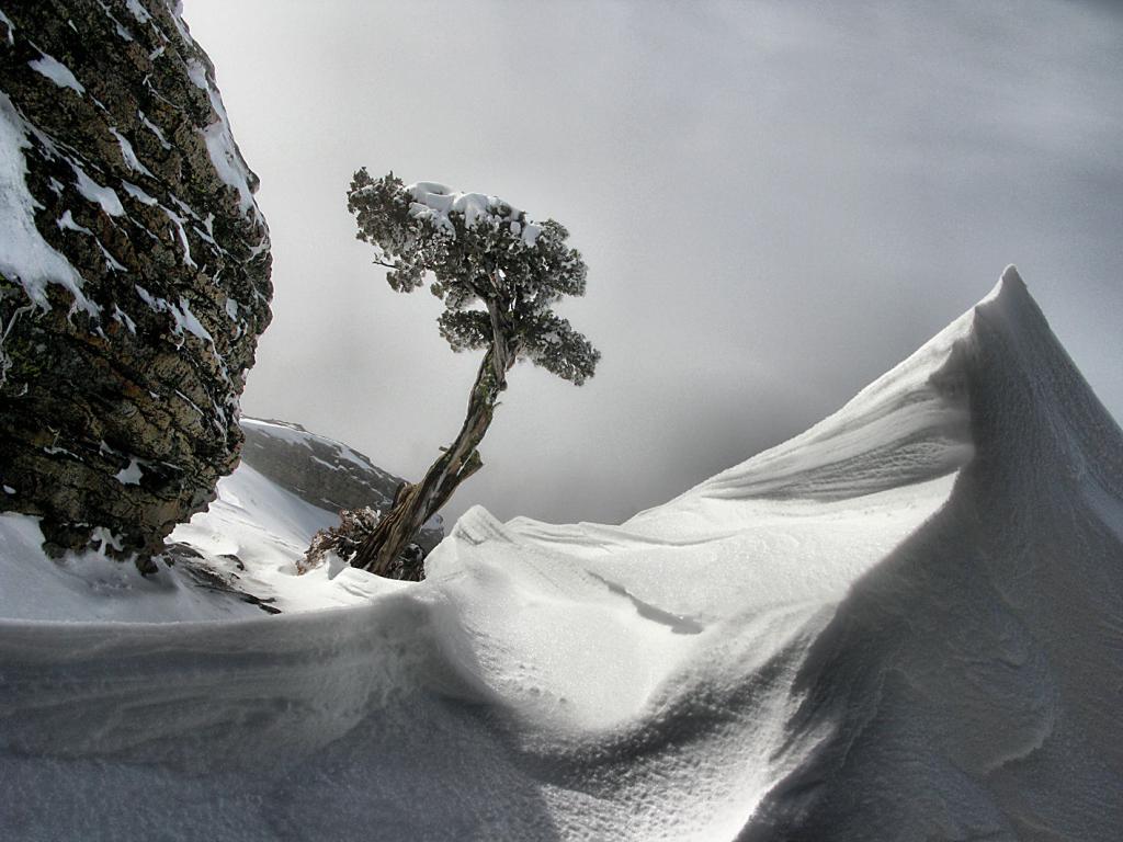  Wind drifting and <a href="/avalanche-terms/rime" title="Supercooled water droplets that freeze to objects in exposed terrain, forming icy deposits on the windward side. Rime can also form on snowflakes as they fall through the sky, giving them a fuzzy appearence." class="lexicon-term">rime</a>, Donner Pk, 20140304 