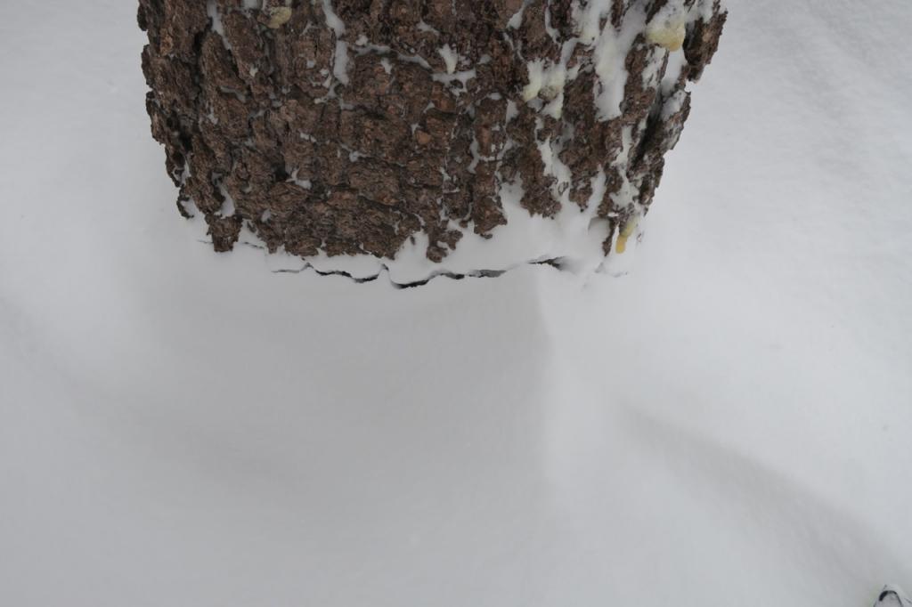  <a href="/avalanche-terms/settlement" title="The slow, deformation and densification of snow under the influence of gravity. Not to be confused with collasping" class="lexicon-term">Settlement</a> cones around trees at 7600 feet. 