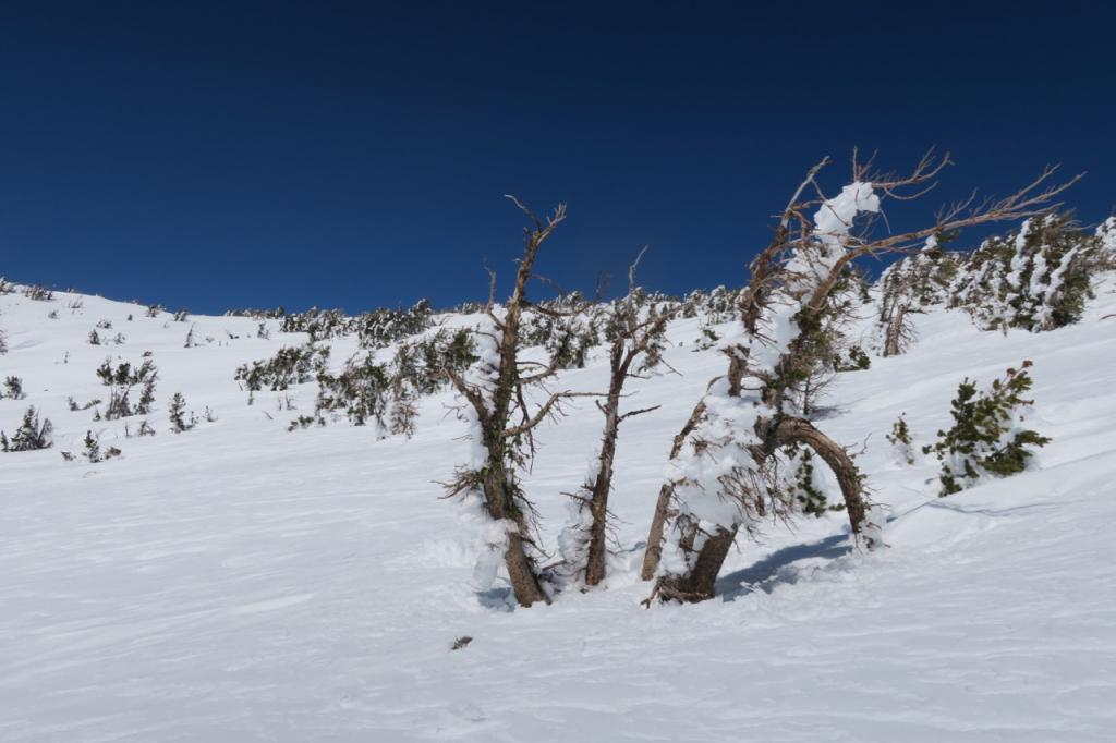  <a href="/avalanche-terms/rime" title="Supercooled water droplets that freeze to objects in exposed terrain, forming icy deposits on the windward side. Rime can also form on snowflakes as they fall through the sky, giving them a fuzzy appearence." class="lexicon-term">Rime</a> on trees at ridgeline. 