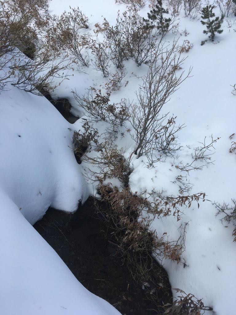  Running water at approximately 8800 feet near Stevens Peak. 