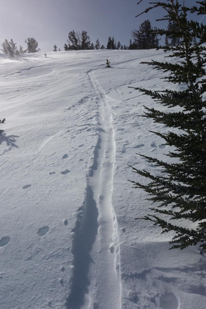  Skin tracks filling in from transport 