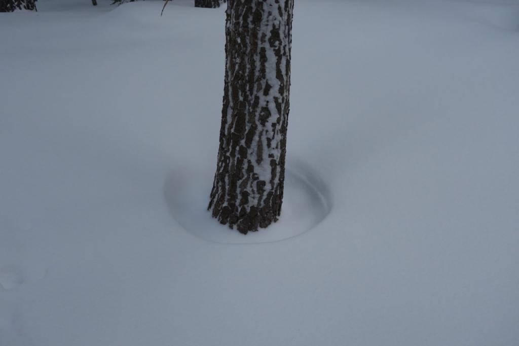  Below 8000 new snow had not yet filled in tree wells. 