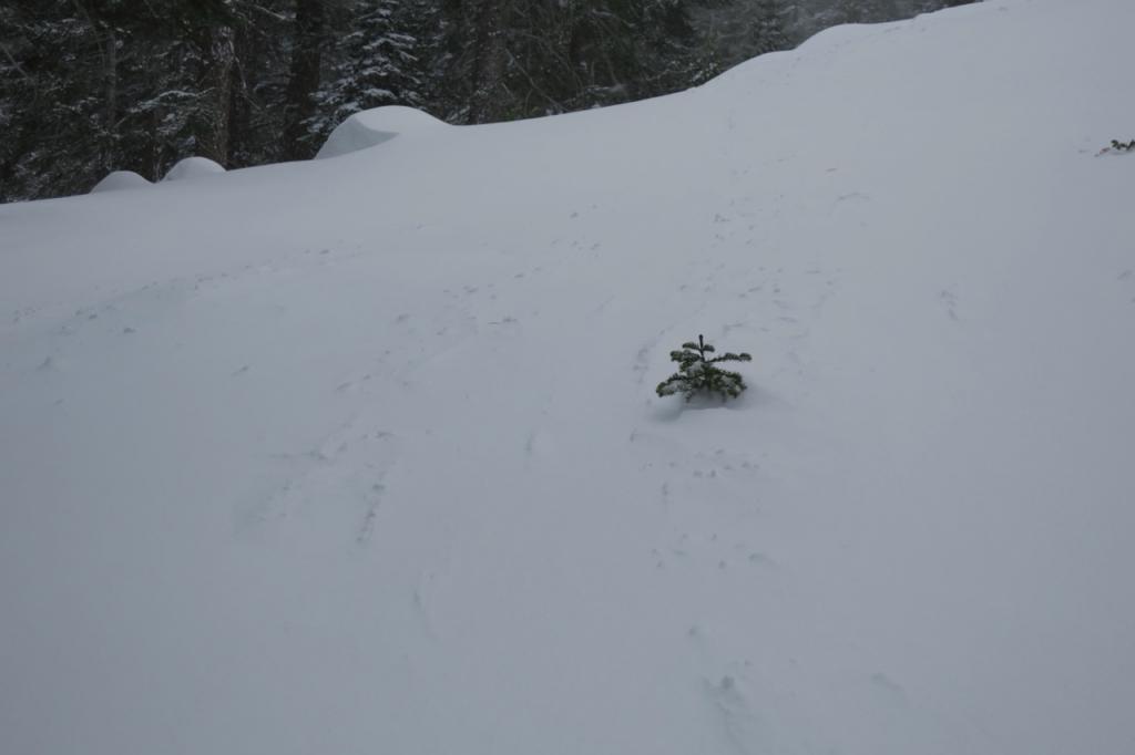  In even small openings above 8000 feet the <a href="/avalanche-terms/skin-track" title="Backcountry skiers and some snowboarders ascend slopes using climbing skins attached to the bottom of their skis." class="lexicon-term">skin track</a> was mostly filled in by drifting snow. 