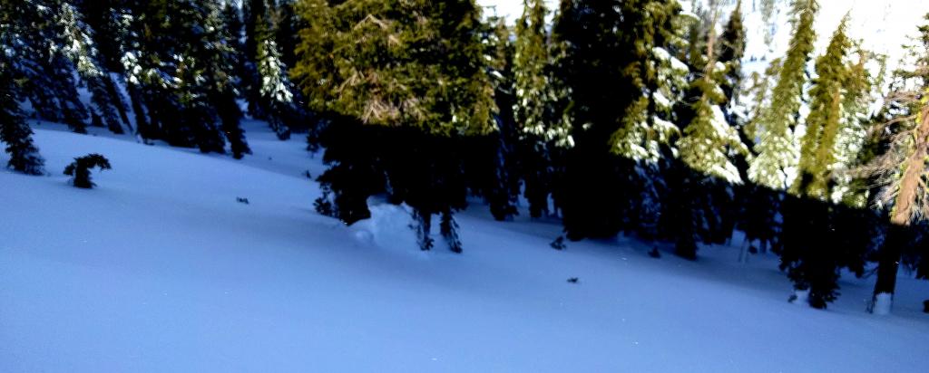  Debris from a natural <a href="/avalanche-terms/wind-slab" title="A cohesive layer of snow formed when wind deposits snow onto leeward terrain. Wind slabs are often smooth and rounded and sometimes sound hollow." class="lexicon-term">wind slab</a> / <a href="/avalanche-terms/deep-slab-avalanche" title="Avalanches that break deeply into old weak layers of snow that formed some time ago." class="lexicon-term">deep slab avalanche</a> on a N <a href="/avalanche-terms/aspect" title="The compass direction a slope faces (i.e. North, South, East, or West.)" class="lexicon-term">aspect</a> at 8000 ft. Note the size of the debris piled against the tree. 