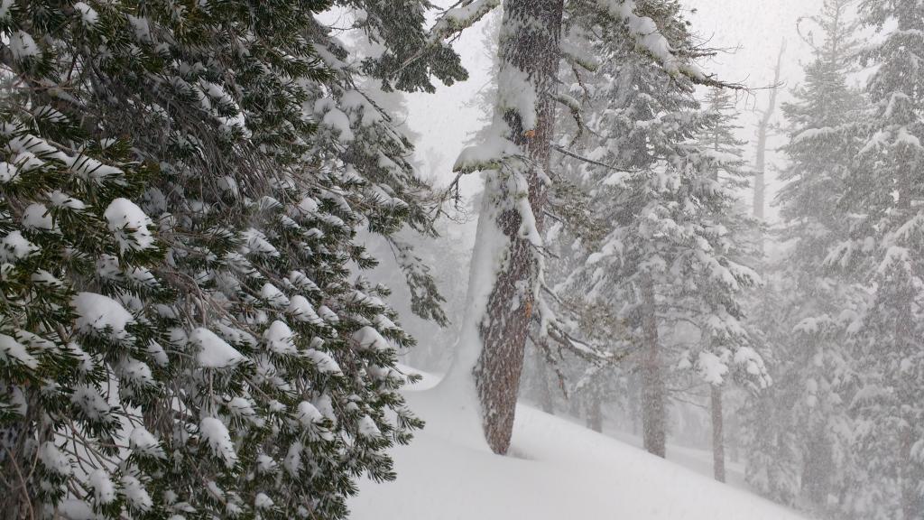  One of numerous trees with <a href="/avalanche-terms/avalanche" title="A mass of snow sliding, tumbling, or flowing down an inclined surface." class="lexicon-term">avalanche</a> debris and broken branches from previous larger <a href="/avalanche-terms/avalanche" title="A mass of snow sliding, tumbling, or flowing down an inclined surface." class="lexicon-term">avalanches</a> in this area. 