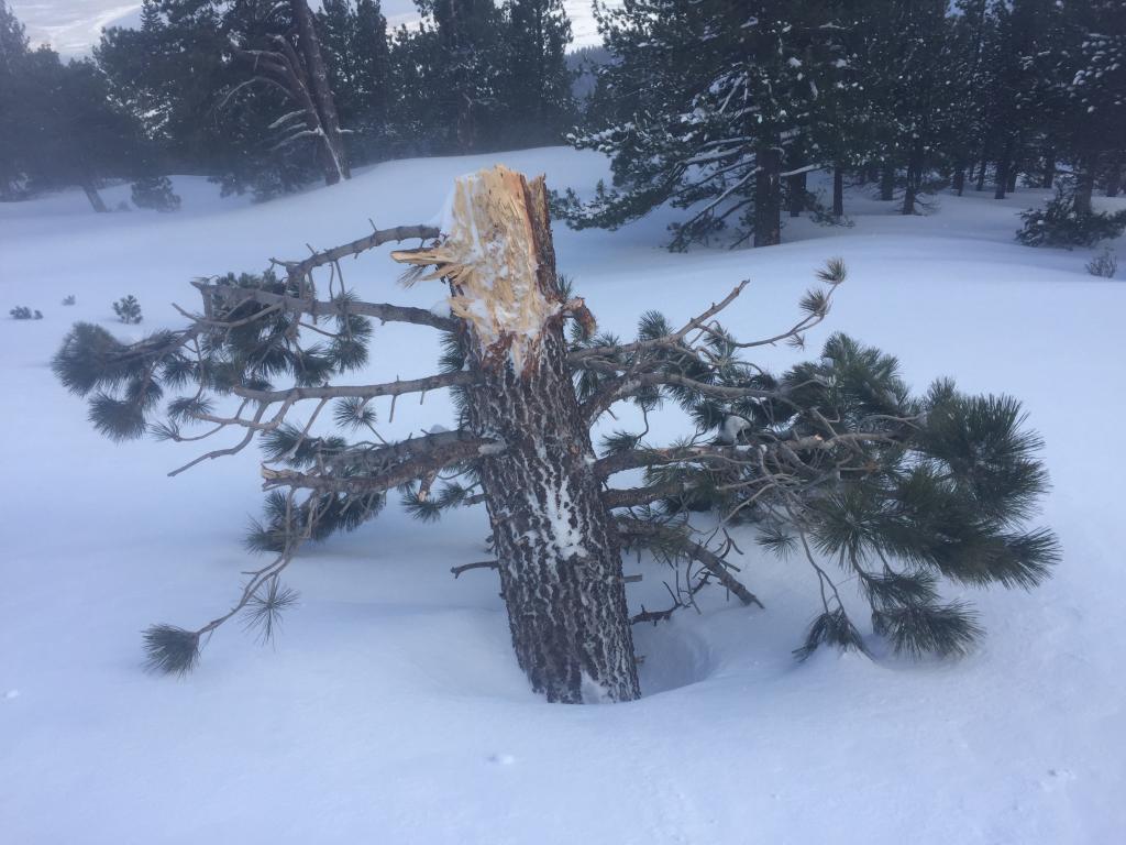  24&quot; diameter tree avy damage from last storm cycle. Debris already buried 