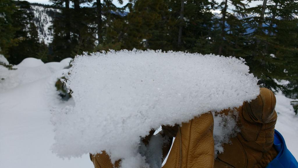  <a href="/avalanche-terms/surface-hoar" title="Featherly crystals that form on the snow surface during clear and calm conditions - essentially frozen dew. Forms a persistent weak layer once buried." class="lexicon-term">Surface hoar</a> on thin crust in large open areas well below treeline. 