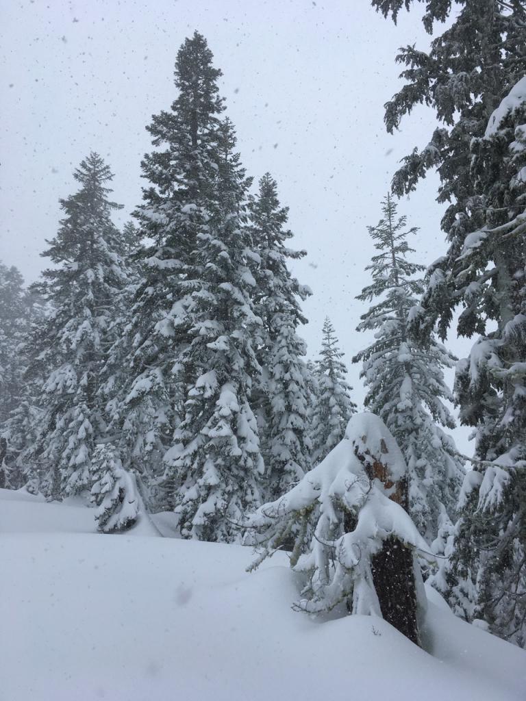  Heavy snow sticking to trees despite strong winds. 