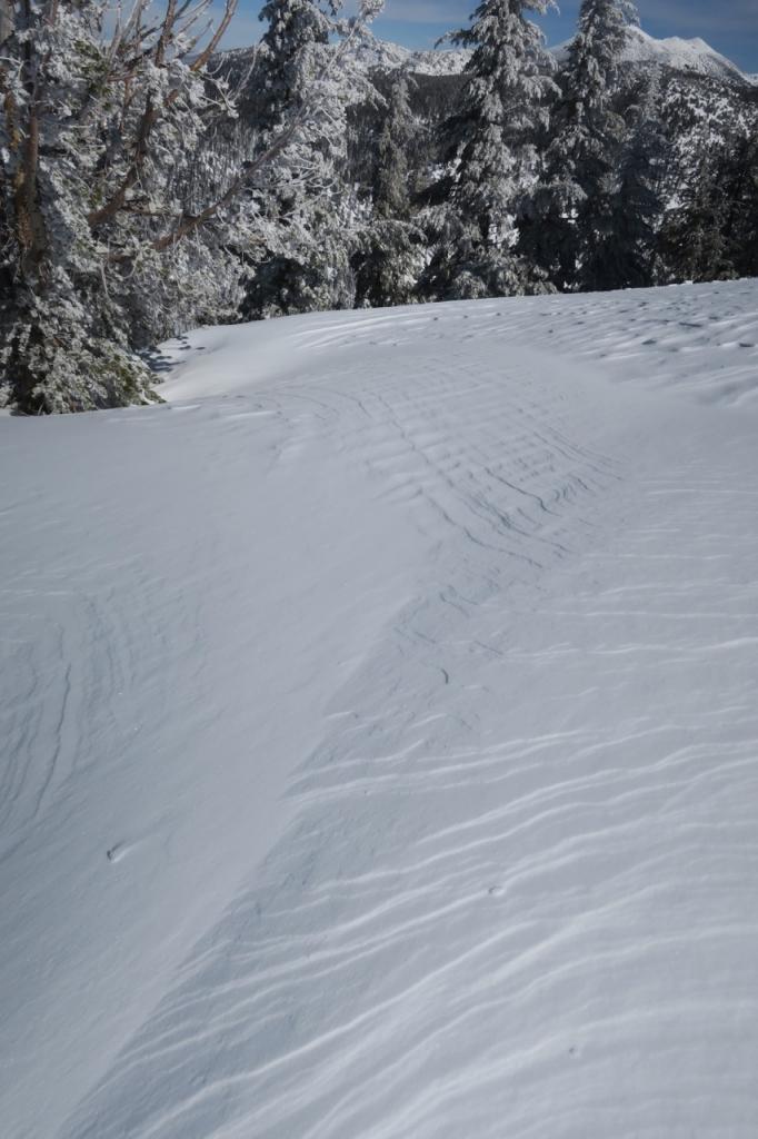  Near treeline the surface snow was clearly wind affected. 