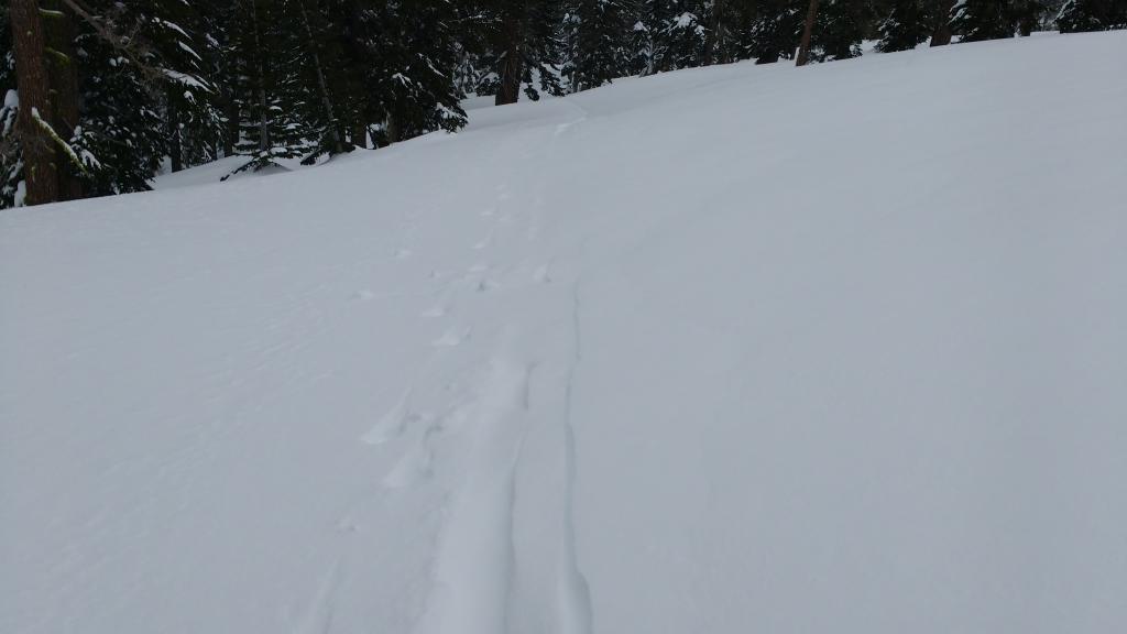  Some wind transport refill of <a href="/avalanche-terms/skin-track" title="Backcountry skiers and some snowboarders ascend slopes using climbing skins attached to the bottom of their skis." class="lexicon-term">skin track</a> after 3 hrs, well below treeline on Carpenter Rd on N <a href="/avalanche-terms/aspect" title="The compass direction a slope faces (i.e. North, South, East, or West.)" class="lexicon-term">aspect</a> at 8,040&#039;. 