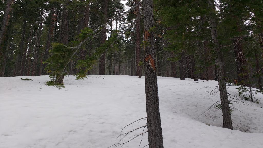  Minimal new snow on top of very rough <a href="/avalanche-terms/melt-freeze-snow" title="Snow grains that have partially melted and then frozen again." class="lexicon-term">melt-freeze</a>/<a href="/avalanche-terms/rain-crust" title="A clear layer of ice formed when rain falls on the snow surface then freezes." class="lexicon-term">rain crust</a> below 7,500&#039;. 