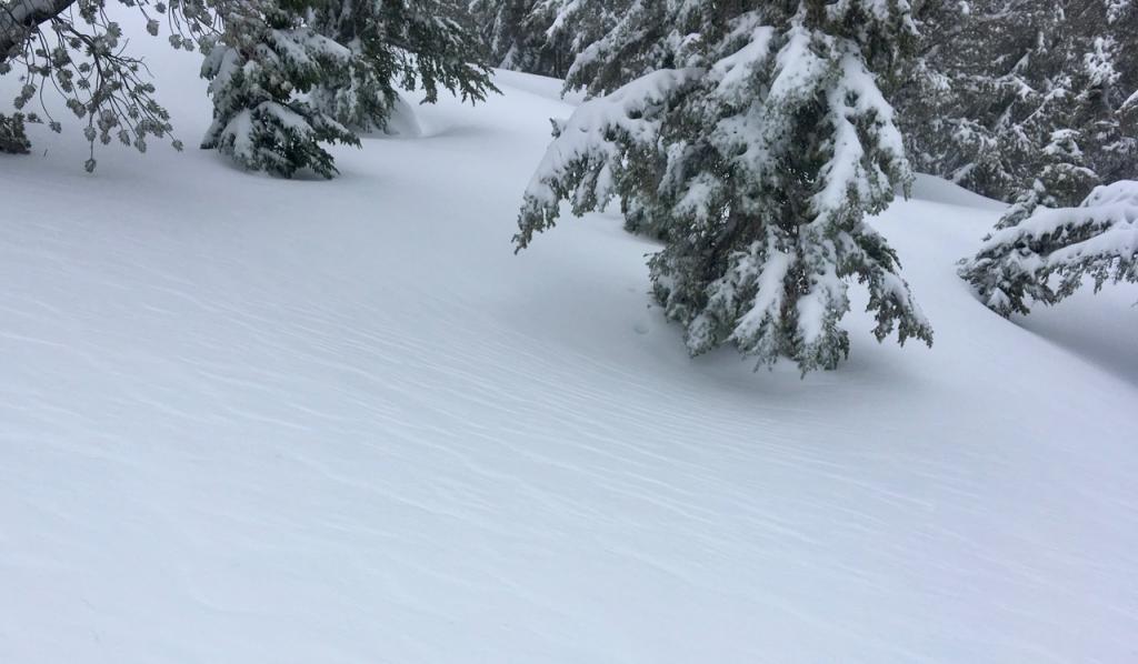  Wind effected snow surface in a below tree line opening. 