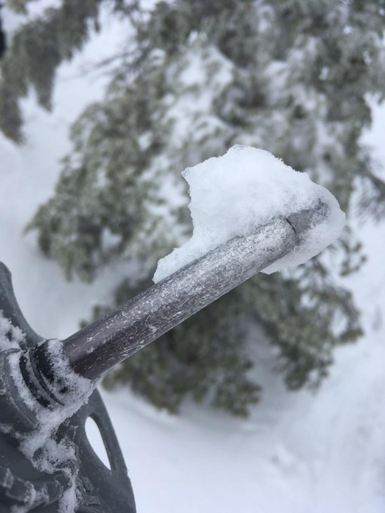  Wet snow under new cold snow at lower elevations created these frozen ice forms on pole tips. 