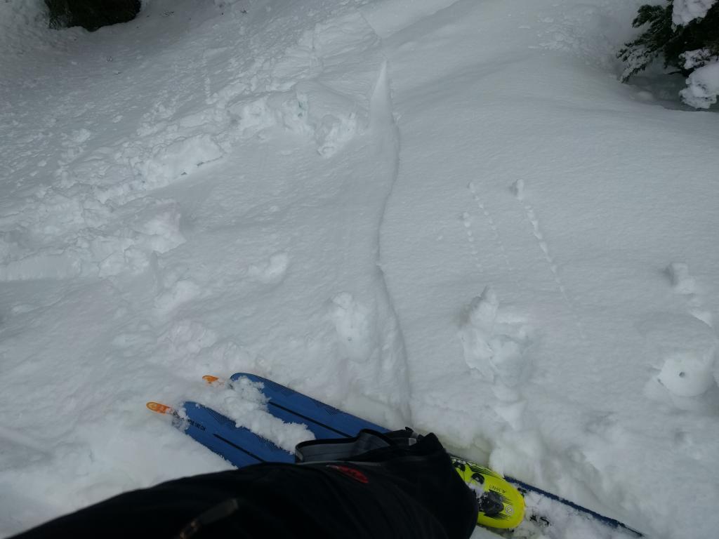  Loose wet instabilities on a N facing slope at around 7400 ft. 