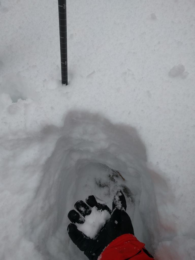  55 cm deep snowpack consisting of moist new snow and moist larger grained old snow near the bottom. 