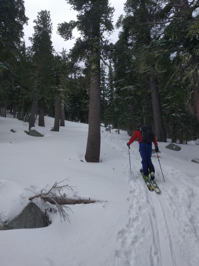  Snow coverage at 8300 ft. 