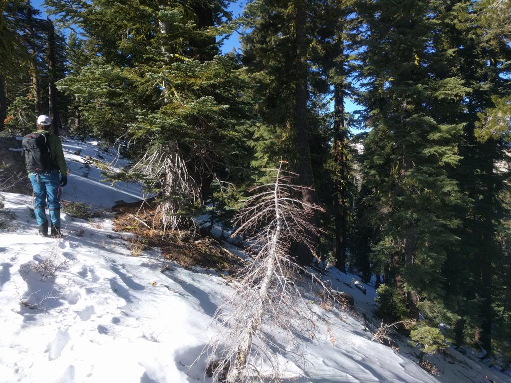  Snow coverage at 7800 ft. on N <a href="/avalanche-terms/aspect" title="The compass direction a slope faces (i.e. North, South, East, or West.)" class="lexicon-term">aspects</a>. 