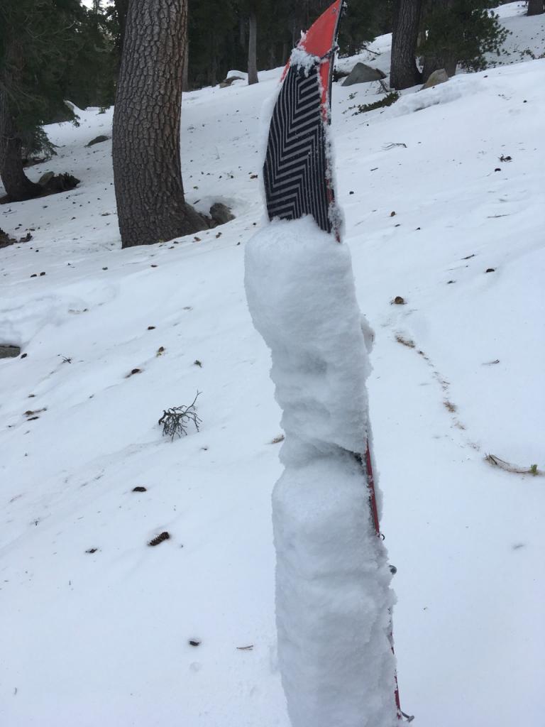  Treed areas above 8000 feet had sticky wet snow by noon. 