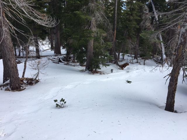  Snowcover looking upslope on N <a href="/avalanche-terms/aspect" title="The compass direction a slope faces (i.e. North, South, East, or West.)" class="lexicon-term">aspect</a> at 8,000&#039;. 