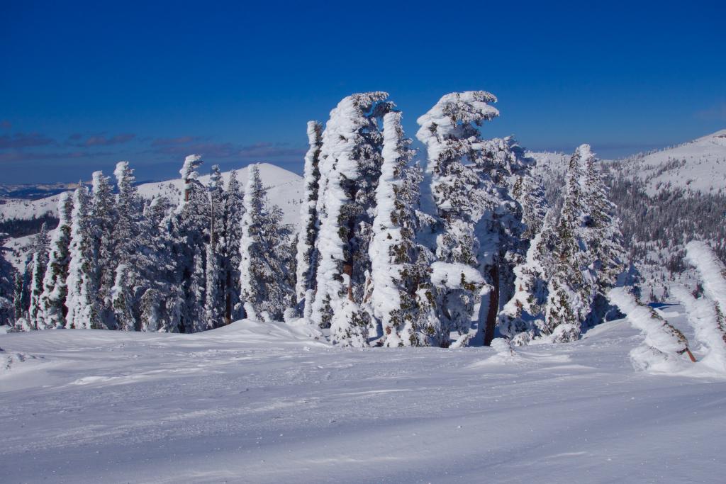  Riming on ridge top trees 