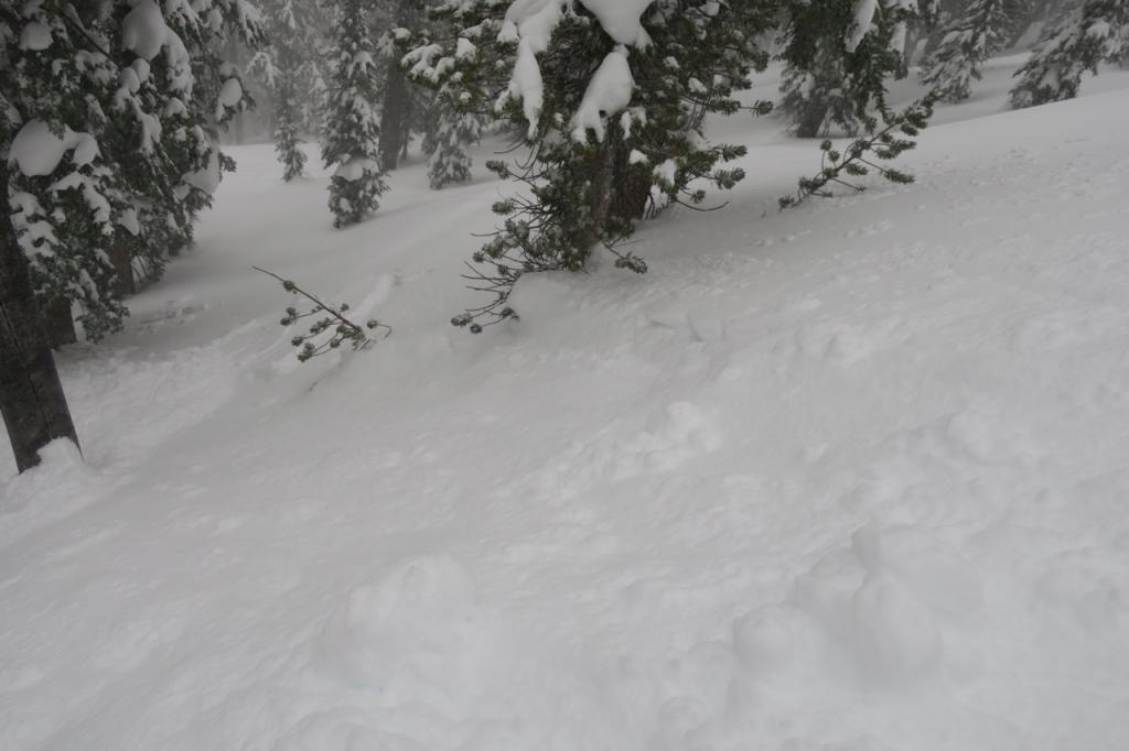 Small storm <a href="/avalanche-terms/slab" title="A relatively cohesive snowpack layer." class="lexicon-term">slab</a> in the trees at Powderhouse. 