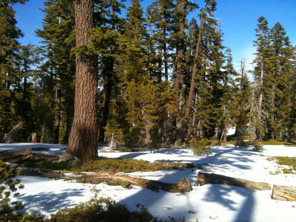  (~7700ft Elevation)  Snow coverage around 7700ft 