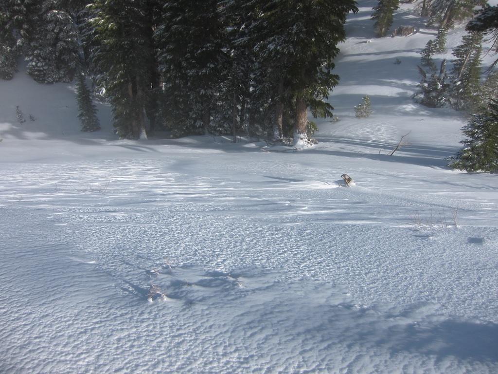  Mix of scoured crusts and wind effected snow. 