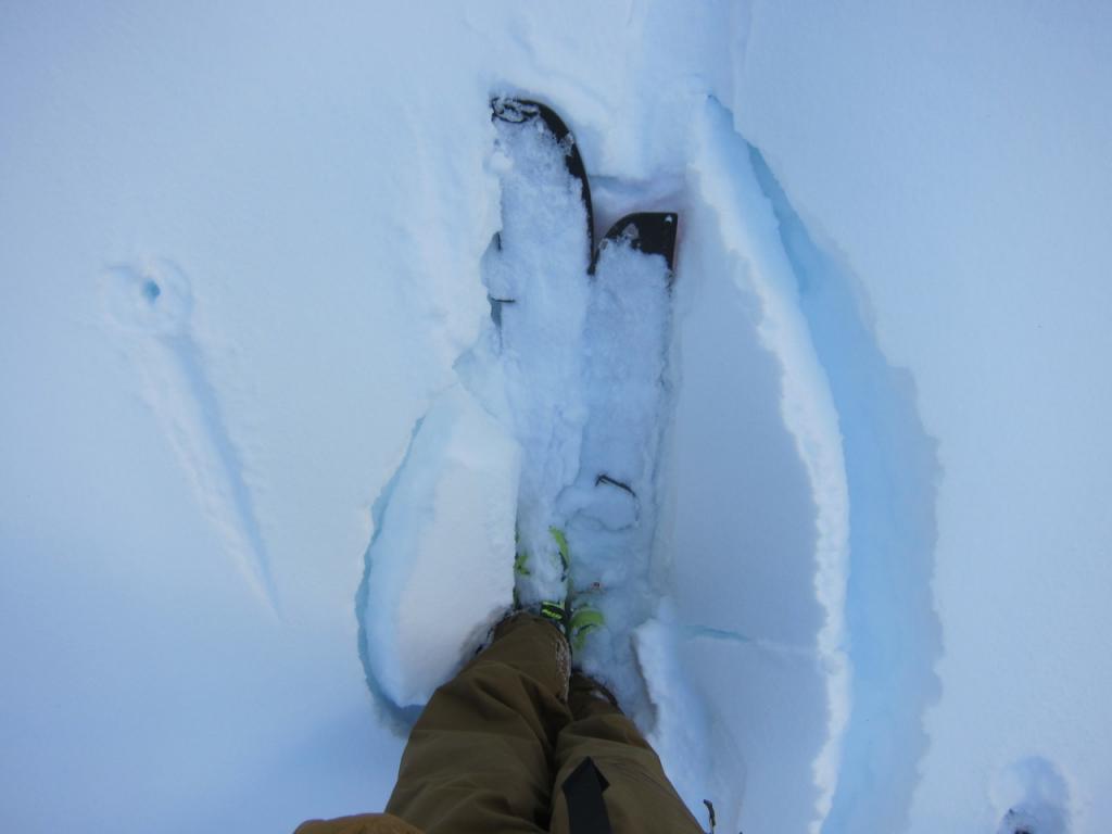  In lower elevation trees crust was randomly breakable. 