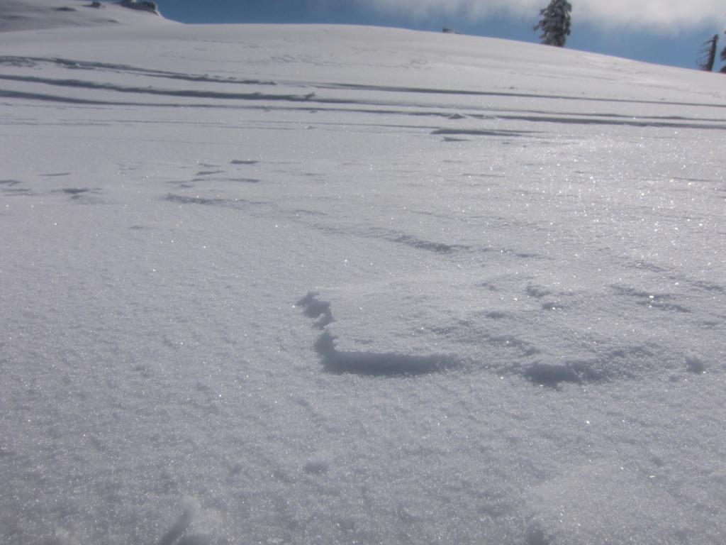  Light east winds in afternoon were lightly scouring open ridge top area. 