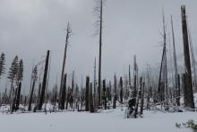 Rime falling off lower elevation trees.