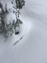 settlement cracks around tree, N aspect, 8000'