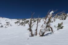 Rime on trees at ridgeline. 