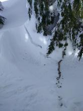 Settlement cracks around trees. 