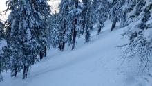 Avalanche debris on the uphill side of trees.