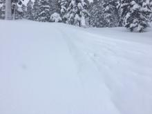 Small natural loose dry avalanches occurring in steep protected treed areas. 