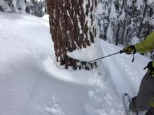 Signs of significant storm snow settlement.