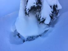 Settlement cones around trees.