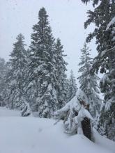 Heavy snow sticking to trees despite strong winds.