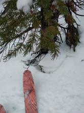 Settlement crack around a tree at 9000 ft. 