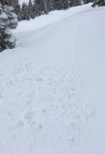 Loose snow slide in response to snowboard turn on steeper below treeline terrain. 