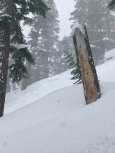 Slope where snowpit was dug (past dead tree in pic)