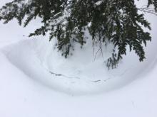 Settlement cracks around trees.