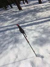 At 8:30am, around 7200 feet on partially treed SE slope, the snow surface was soft and unfrozen.