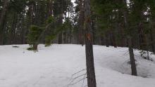 Minimal new snow on top of very rough melt-freeze/rain crust below 7,500'. 