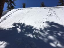 Small loose wet skier triggered at 7600', NE aspect, on small test slope.