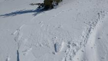 Skier triggered cracking of very small wind slabs near summit ridge, NE aspect.