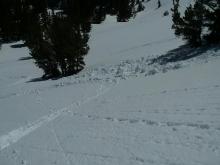 Ski-cut-triggered loose wet avalanche on a SE-S aspect at 2 pm