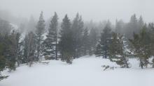 Foggy/misty conditions on Tamarack Peak.