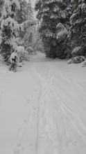 10 to 12 in of new snow on the Castle Rd at 7,400'.