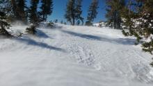 Wind transport of snow at treeline.